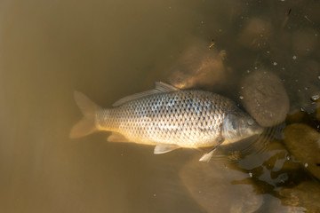 Toter Karpfen im Teich