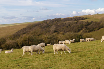 Fototapeta premium Ovejas en la pradera