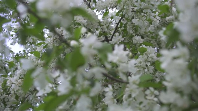 Close-up of beautiful white apple blossoms and green leaves on the branches. Stock footage. Springtime