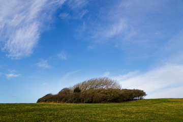 Peque&ntilde;o bosque en la mitad de una pradera, d&iacute;a soleado