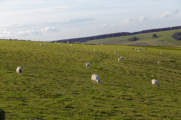 Ovejas un pradera verde al atardecer
