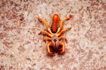 Raghodid, sun spider, Satara, Maharashtra, India.