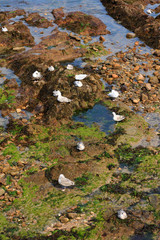 Colonie de goélands