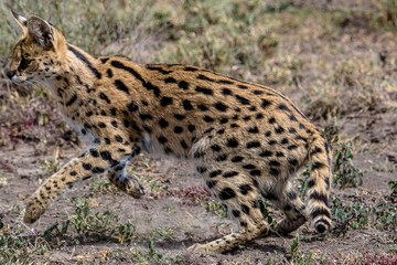 portrait of serval