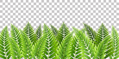 Green fern leaves border on transparent background © evgeniya_m