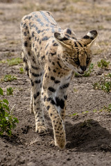 portrait of serval