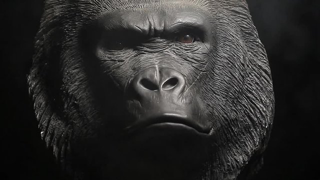 gorilla head dark background 