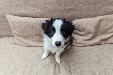Funny portrait of cute smilling puppy dog border collie on couch. New lovely member of family little dog at home gazing and waiting for reward. Pet care and animals concept