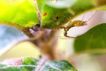 Macro photography of a little assassin bug under a leaf. Captured at the Andean mountains of central Colombia.