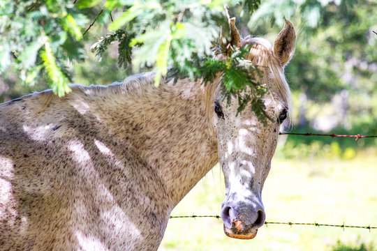 Portrait of a fleabitten gray mare standing under the shadow of a Persian silk tree scaping from the sun light. Captured at the Andean mountains of central Colombia.