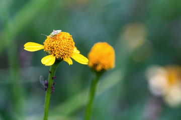 Macro photography of a capsid bug walking on a tiny yellow flower. Captured at the Andean mountains of central Colombia.
