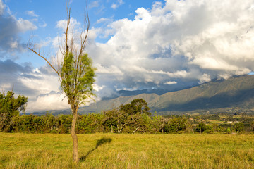 Fototapeta na wymiar Multiple exposure of a lonely weeping willow casting its shadow on the meadow at sunset. In the Andean mountains of central Colombia.
