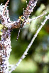 Close-up photography of a blue-eyed darne dragonfly resting on the branch of a tree. Captured at the Andean mountains of central Colombia.