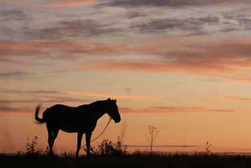 Obraz na płótnie Canvas Horse in the field at dawn