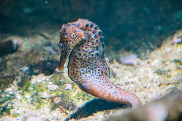 seahorse