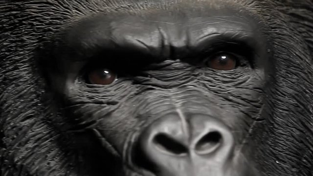 gorilla head dark background 