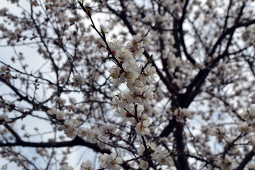 tree in blossom