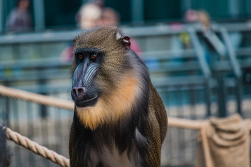 Monkey