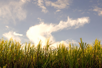 Multiple exposure of some king grass blades illuminated with the light of sunset, at the Andean mountains of central Colombia.
