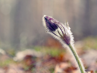 snowdrops purple Chamber of unfolded. beautiful in the forest