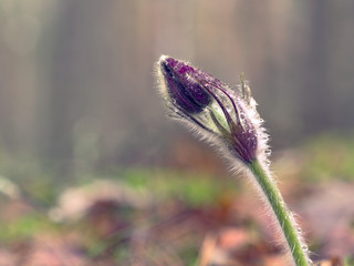 snowdrops purple Chamber of unfolded. beautiful in the forest