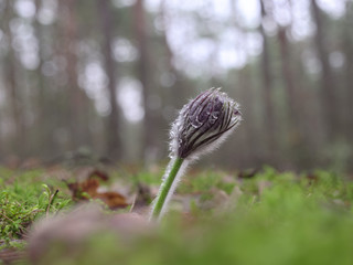 snowdrops purple Chamber of unfolded. beautiful in the forest