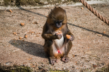 Monkey