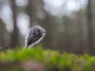 snowdrops purple Chamber of unfolded. beautiful in the forest