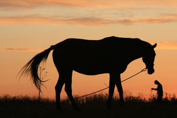 Horse grazing in a field at sunrise