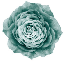 Obraz premium Rose turquoise flower on white isolated background with clipping path. Closeup. Nature.