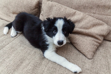 Funny portrait of cute smilling puppy dog border collie on couch. New lovely member of family little dog at home gazing and waiting for reward. Pet care and animals concept