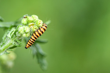 Jakobskrautbär (Thyria jacobaeae) Larve