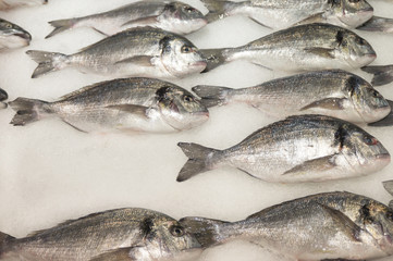 fresh fish on ice on fish market
