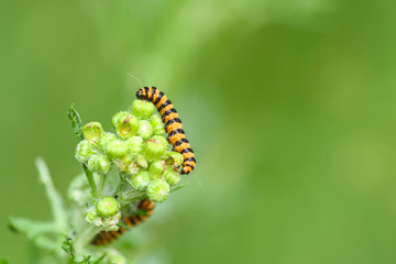 Jakobskrautbär (Thyria jacobaeae) Larve