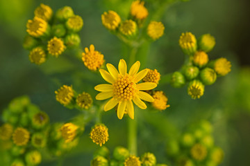 Jakobskreuzkraut (Senecio jacobaea)