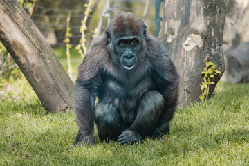 gorilla