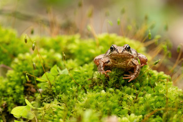 Moorfrosch (Rana arvalis)