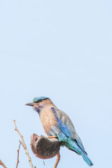 Indian Roller (Coracias benghalensis) on the branch. They are found widely across tropical Asia.