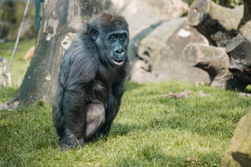 gorilla