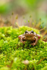 Moorfrosch (Rana arvalis)