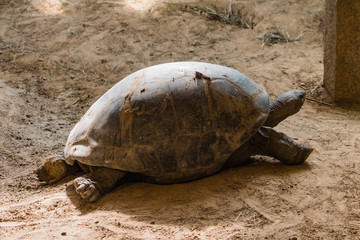 Obraz premium turtle