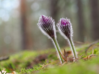 snowdrops purple Chamber of unfolded. beautiful in the forest
