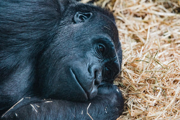 Obraz premium gorilla