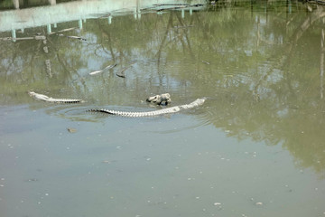 Crocodile