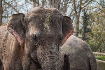 Fototapeta premium Elephant