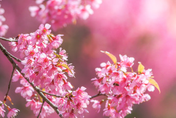 Cherry Blossom in spring with soft focus, unfocused blurred spring cherry bloom, bokeh flower background, pastel and soft flower background..
