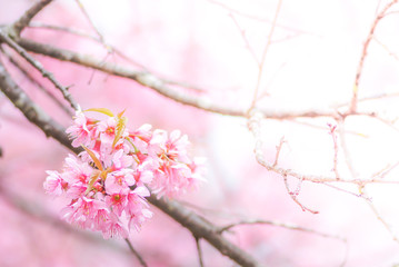 Cherry Blossom in spring with soft focus, unfocused blurred spring cherry bloom, bokeh flower background, pastel and soft flower background..