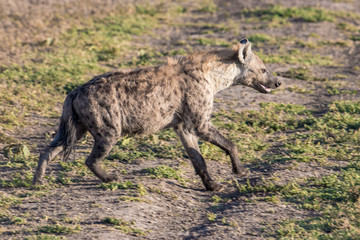 hyena in serengeti national park tanzania africa