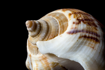 Background of spiral seashell close-up macro isolated on black. Mollusk seashell texture.