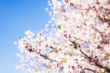 Almond blossom in spring